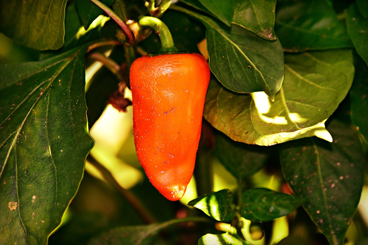 Best Tips for Growing Peppers in Your Garden